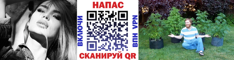 Купить  Спас-Клепики  Канабис план 